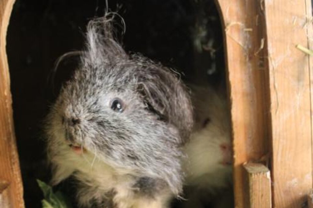 Freddie, das Meerschweinchen der Wald Kita Harburg.